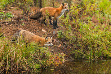 Naklejka na ściany i meble Pair of Fox (Vulpes vulpes) Look Right Over Water