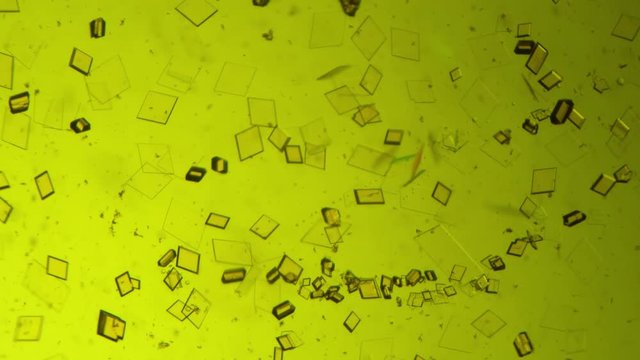 Crystal growth, microscope photography using a microscope