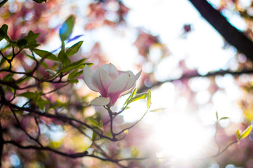 Rosa Magnolienblüten im Frühling 