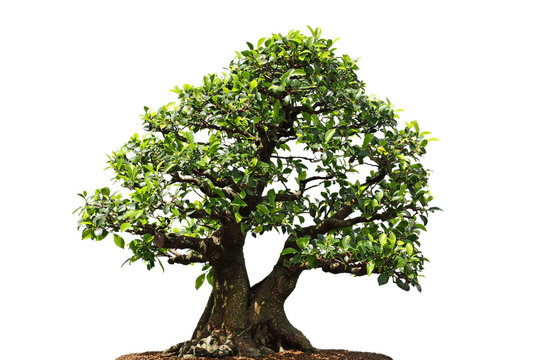  Ficus Microcarpa tree