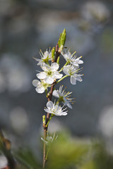 Hawthorn in bloom