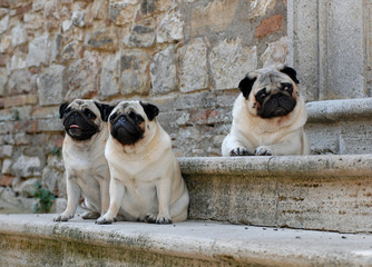 Portrait of three pug dogs