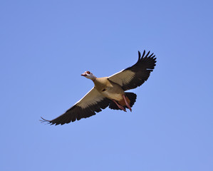 Egyptian goose in flight