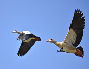 Two egyptian geese in flight