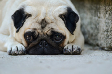 Portrait of sad pug dog