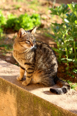 Naklejka na ściany i meble Brown tabby cat sitting in the garden. Selective focus. 