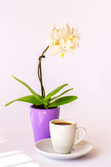 A cup of coffee and a small white orchid on a white background
