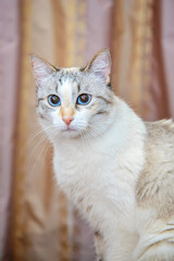 Beautiful white cat sitting at home