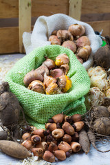 Spring and summer garden works - plant summer flowers, bulbs, seeds, roots