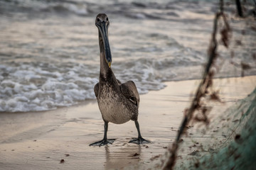 Pelikan mit Fischernetz