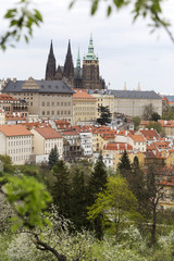 Fototapeta premium Spring Prague gothic Castle with the green Nature and flowering Trees, Czech Republic