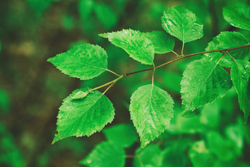 Branch of green summer leaves in the woods, eco natural seasonal background with copy space