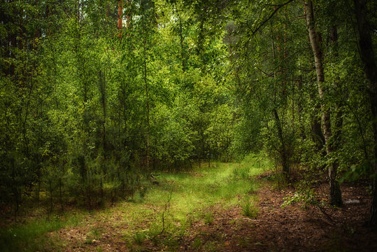 Dark moody forest with path and green trees, natural outdoor vintage background