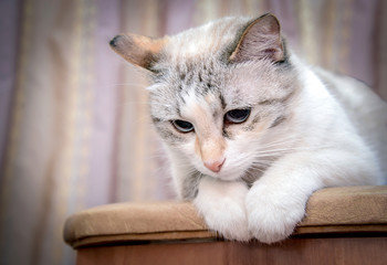 Beautiful white cat lying on a chair and looks down