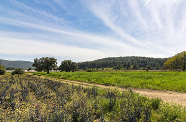 Obraz premium claros