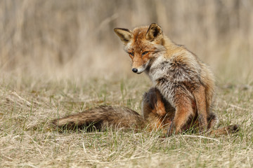 Naklejka na ściany i meble Red fox in nature during springtime 