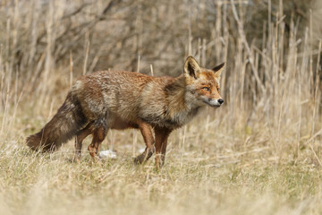 Naklejka na ściany i meble Red fox in nature during springtime 