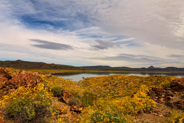 Obraz premium Alamo State Park, Arizona. On a morning hike in mid-March, a profusion of of wildflowers was seen everywhere.