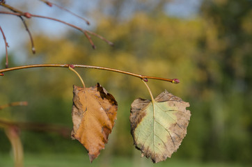 Autunno di periferia