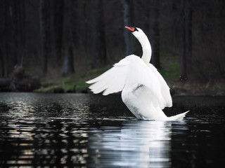 White swan landing at the  lake with beautiful white wings