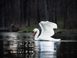 White swan landing at the  lake with beautiful wings © Sergii Mironenko