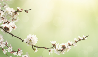 Abstract seasonal spring floral background. Blooming tree branches with apricot white flowers. For easter greeting cards with copy space