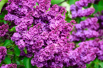 Branch of lilac flowers with green leaves, floral natural macro background, soft focus