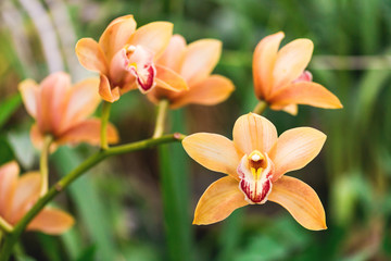 Fototapeta na wymiar Orange Orchid Flower in tropical forest. Nature