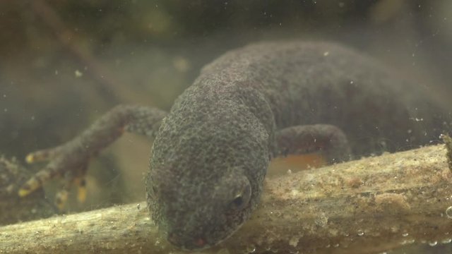 Alpine newt in a pond 