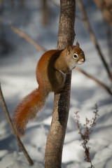 Red Squirrel - Sciurus vulgaris Ready To Jump