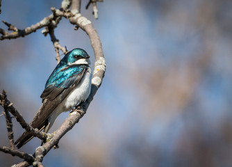 Tree Swallow - Tachycineta Bicolor