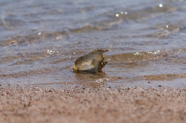 Beautiful marine shell in sea water