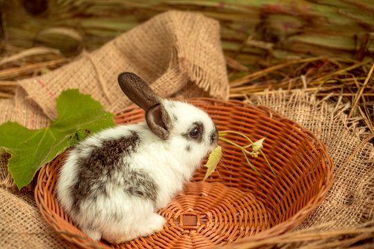 Cute rabbit sitting in wicker bowl