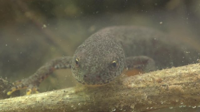 Alpine newt in a pond 