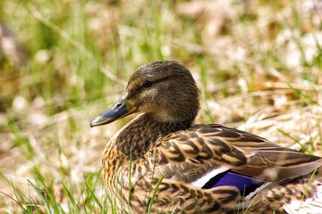 Female mallard - wild duck