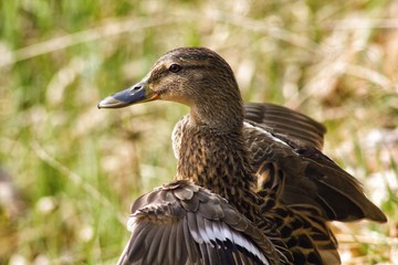 Fototapeta premium Female mallard - wild duck