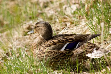 Female mallard - wild duck