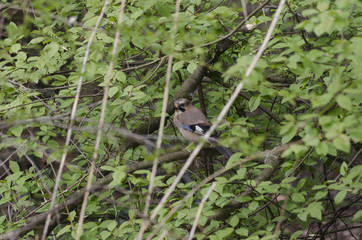 Jay on the tree
