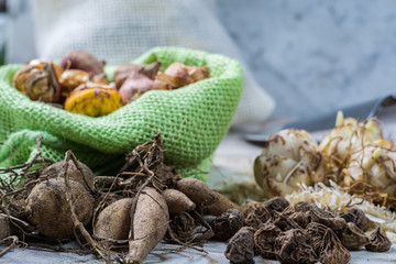 Spring and summer garden works - plant summer flowers, bulbs, seeds, roots