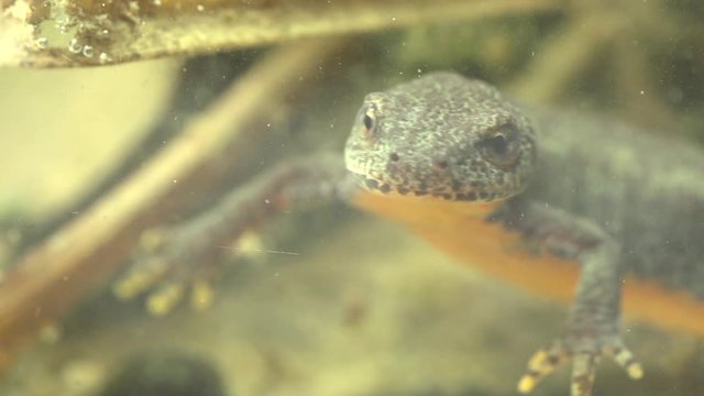 Alpine newt in a pond 