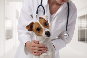 Veterinary care. Vet doctor and dog Jack Russell Terrier