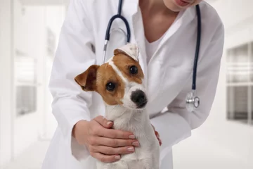 Foto op Plexiglas Veterinary care. Vet doctor and dog Jack Russell Terrier © dream@do