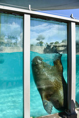 swimming walrus in aquarium 