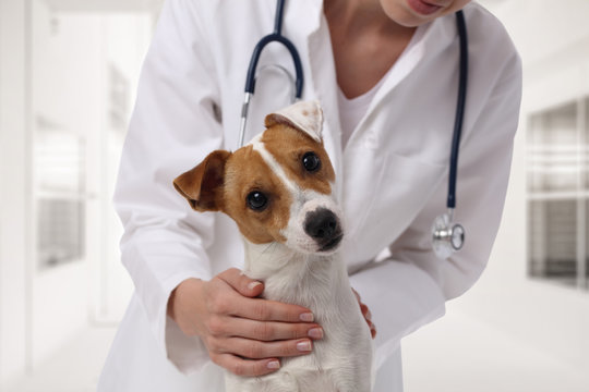 Veterinary Care. Vet Doctor And Dog Jack Russell Terrier