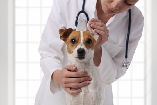 The female veterinarian doctor checks ears to a dog. Animal and pet veterinary care concept.