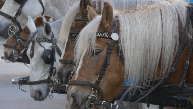 Heads of horses in carriages
