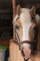 Close up of horse head , stallion horse breed haflinger