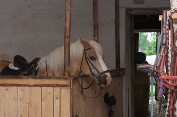 Horse breed Haflinger, stallion with saddle standing in stable