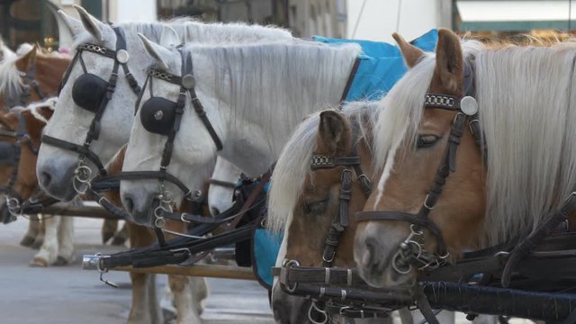Horse coaches waiting for tourists