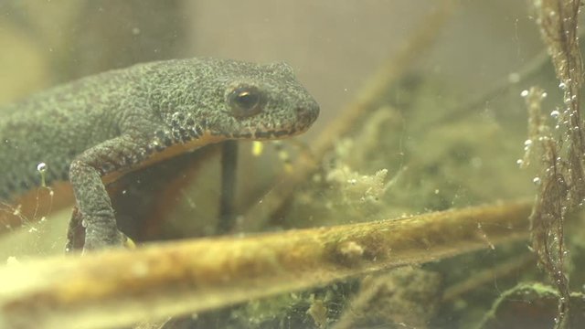 Alpine newt in a pond 